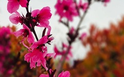 草莓樱桃丝瓜富二代秋葵榴莲